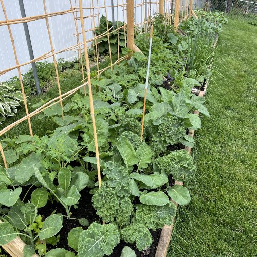 Trellis Stakes